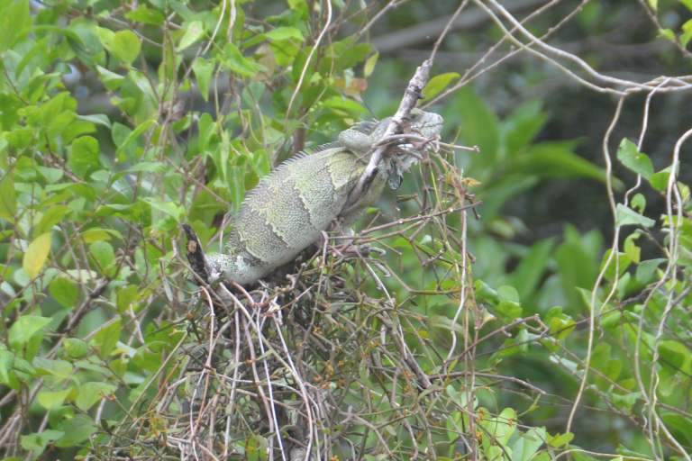 Iguana