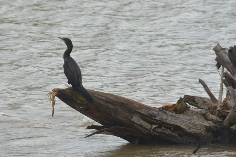 Olivaceous Cormorant