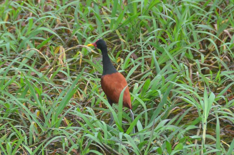 Wattled Jacana