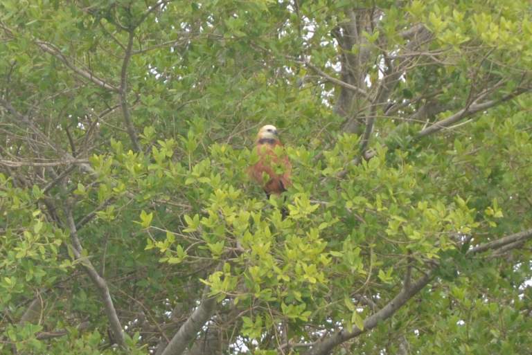 Black-collared hawk