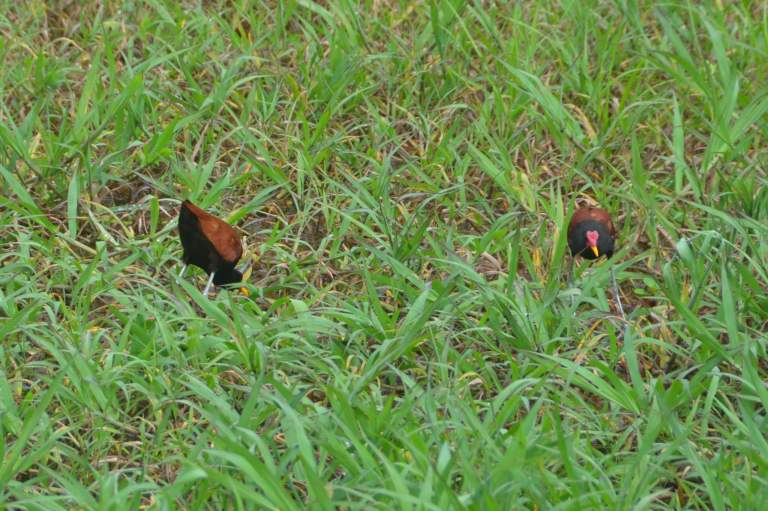 Wattled Jacanas