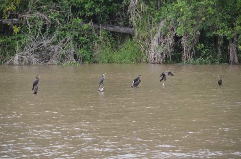 Olivaceous Cormorants