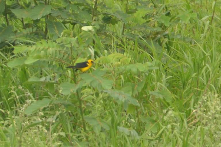 Oriole Blackbird